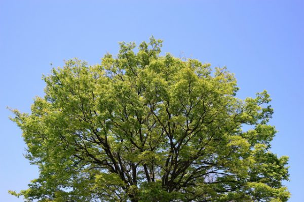 2017年2月町内会だより　玉川学園前駅周辺のケヤキと桜の木の伐採について