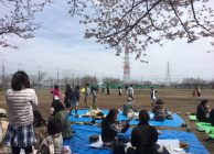 2017年4月号町内会だより　第8地区　お花見交流会