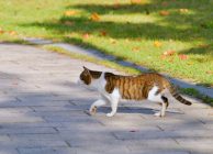 2017年5月号町内会だより　2016年度町田市 飼い主のいない猫との共生モデル団体活動報告　