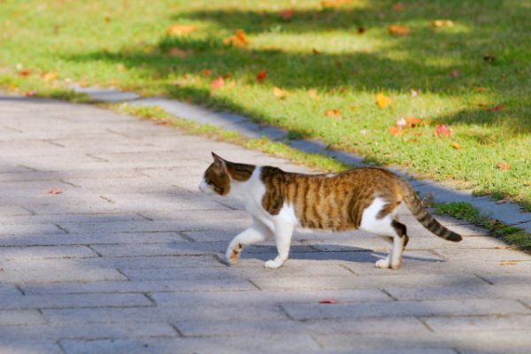 2017年5月号町内会だより　2016年度町田市 飼い主のいない猫との共生モデル団体活動報告　