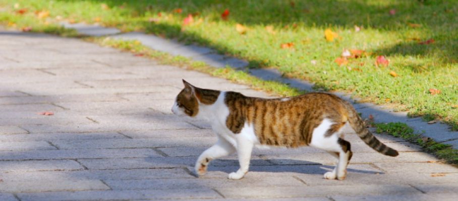 2017年5月号町内会だより　2016年度町田市 飼い主のいない猫との共生モデル団体活動報告　