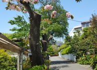 2017年5月号町内会だより　大島桜、普賢象桜伐採後