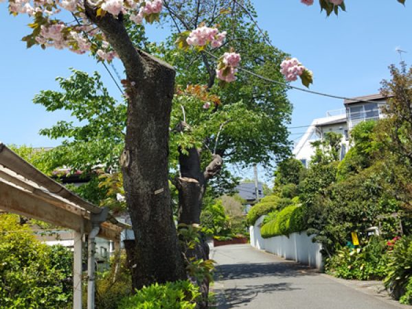 2017年5月号町内会だより　大島桜、普賢象桜伐採後