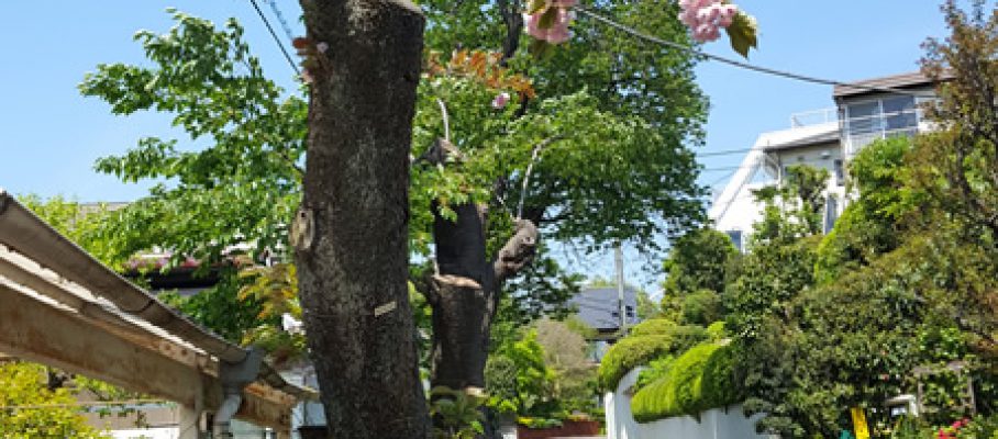 2017年5月号町内会だより　大島桜、普賢象桜伐採後