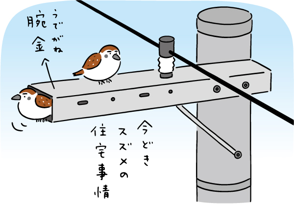 この町おさんぽコラム　22号　スズメ