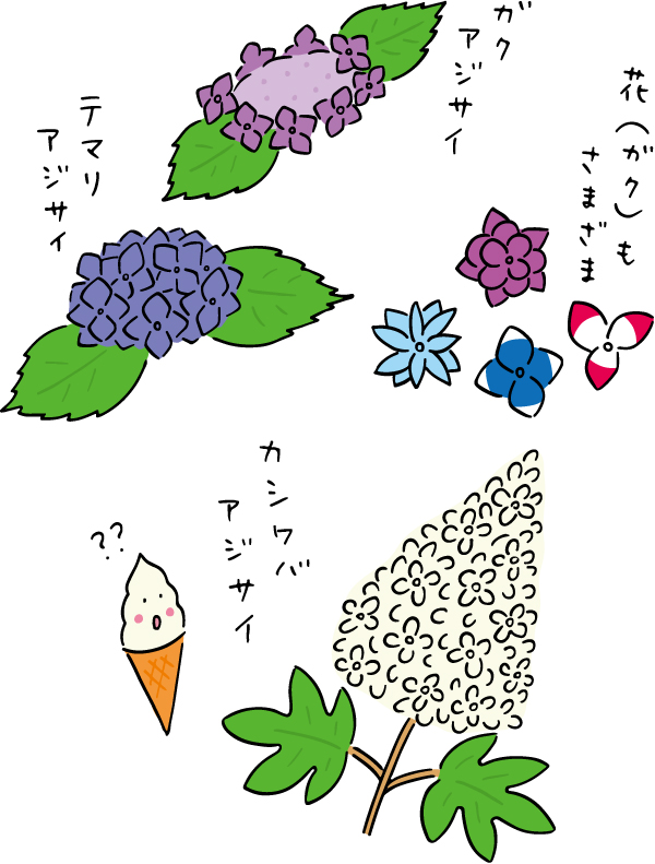 この町おさんぽコラム　あじさいイラストcolor