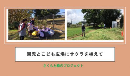 園児こども広場にサクラを植えてA