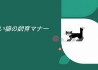 飼い猫の飼育マナーA